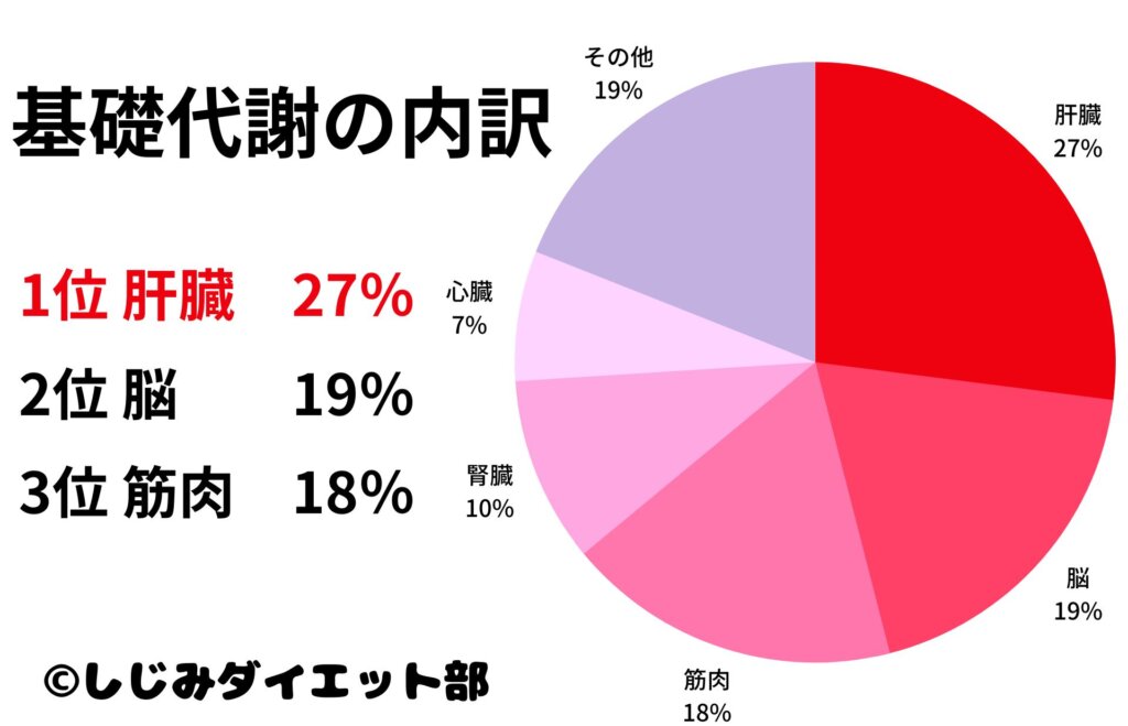 基礎代謝の27%は肝臓で筋肉はたったの18%！脳の19%の方が高い