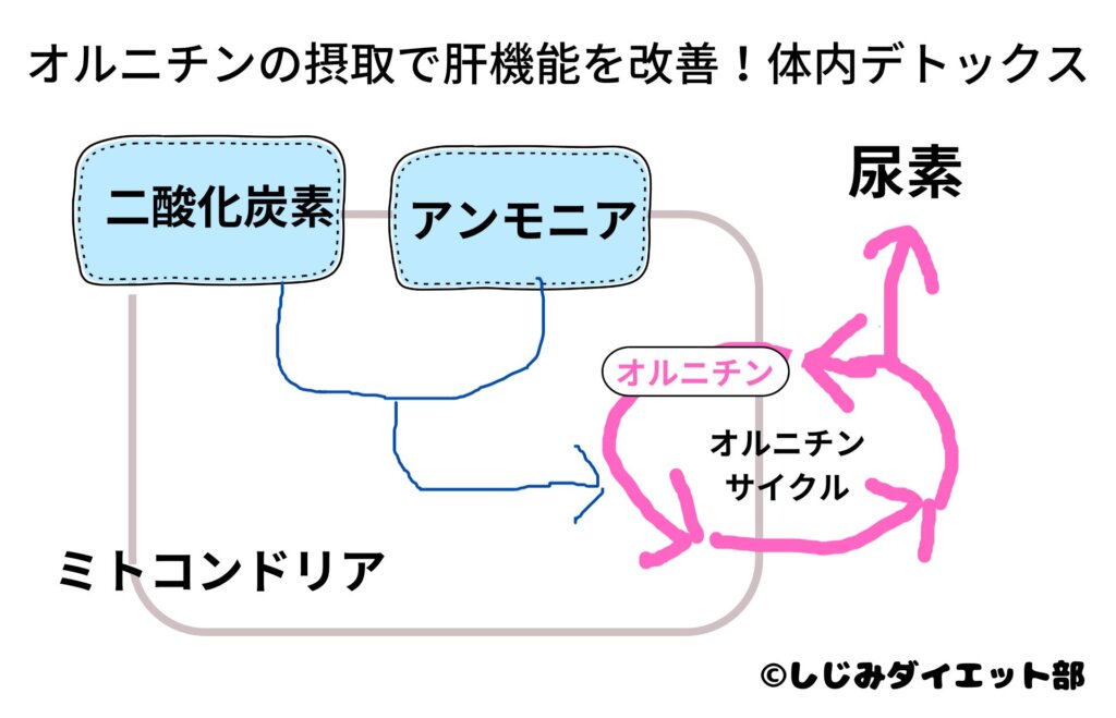 しじみが肝臓に良い！オルニチンが肝機能を改善する可能性がある！